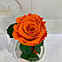 Жовтогаряча троянда в колбі Lerosh — Classic 27 см, фото 2