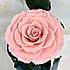 Рожева троянда в колбі Lerosh — Premium 27 см, фото 2