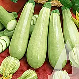 Кабачок Грибовський, 10 г.,  Садиба, фото 3