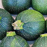 Кабачок Зелена куля, 10 шт., Традиція, фото 2