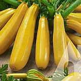 Кабачок Лемона F1, 5 шт., Садиба, фото 3