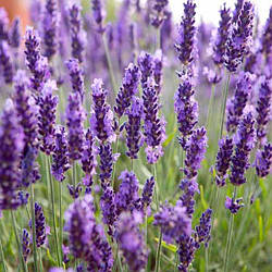 Лаванда французька широколистная "Dark Royalty"
