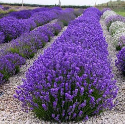 Лаванда англійська 2-річна "Felice" (з Нідерландів)