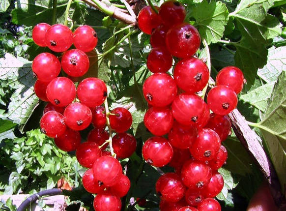 Саджанці червоної смородини Hollandishe Rote (Голландська червона), фото 1