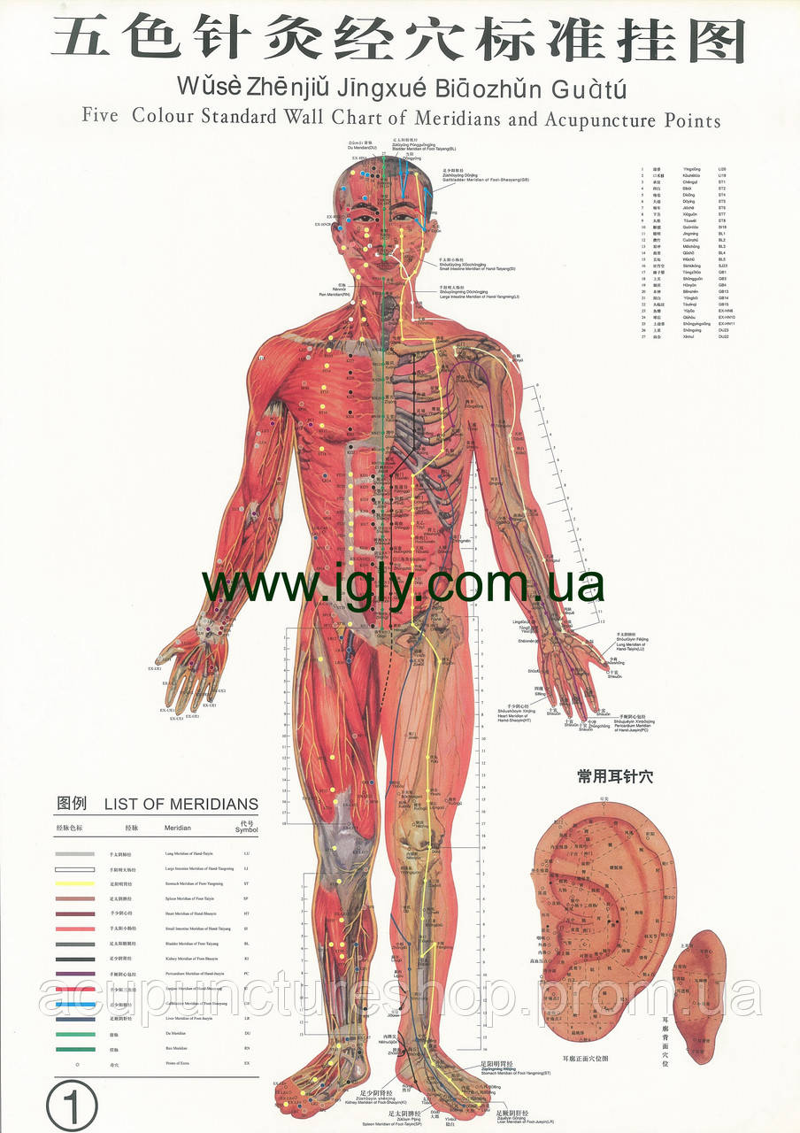 Купить Пятицветная схема меридианов и акупунктурных точек, цена 224 ...