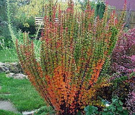 Барбарис Тунберга Erecta 2 річний, Барбарис Тунберга Эректа, Berberis thunbergii Erecta, фото 3