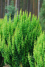 Барбарис Тунберга Erecta 2 річний, Барбарис Тунберга Эректа, Berberis thunbergii Erecta, фото 4
