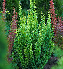 Барбарис Тунберга Erecta 2 річний, Барбарис Тунберга Эректа, Berberis thunbergii Erecta, фото 5