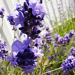 Лаванда Гібридна "Early Blue"