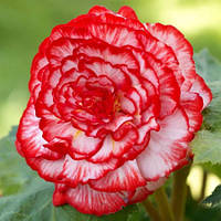 Бегонія Marmorata