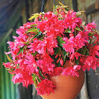 Бегонія Пендула каскад рожева