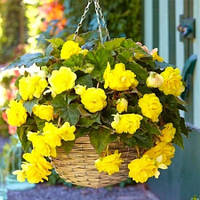 Бегонія Пендула каскад жовта