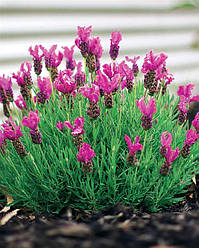 Лаванда вузьколиста "Elegance Pink"