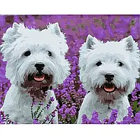 Картина за номерами ПРЕМІУМ "Два білих тер'єра" з лаком розміром 40х50 см