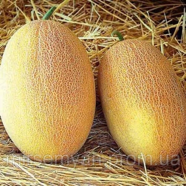 Диня "Раймонд" F1 50 семена А (Hazera), фото 1