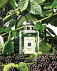 Парфуми Оригінал Jo Malone London Blackberry & Bay 100 мл Одеколон, фото 3