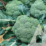 Капуста броколі Айронмен F1, 20 шт., Садиба, фото 3
