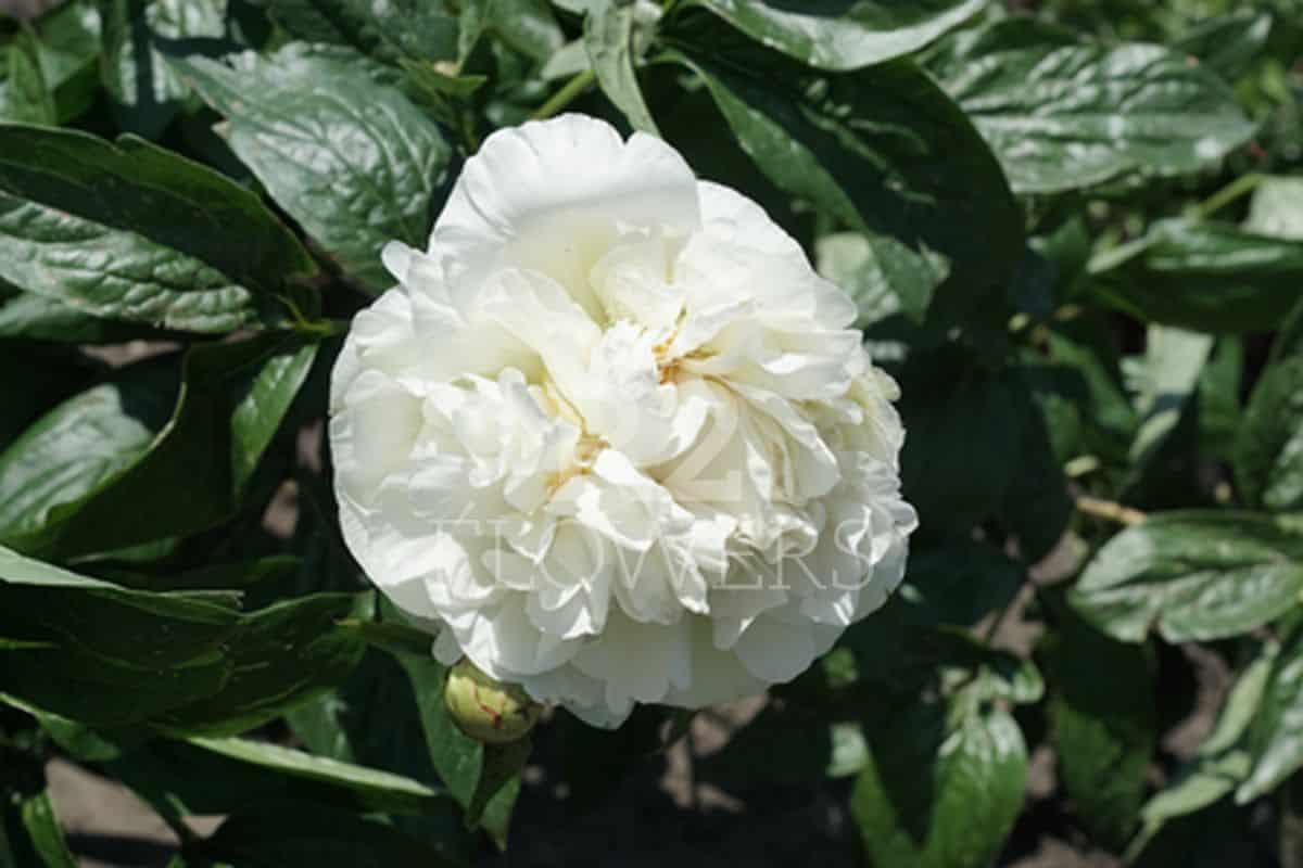 Пион Heavenly White (Anderson / Swenson 2018), фото 1
