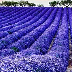 Лаванда англійська вузьколиста "Лоддон Блю"