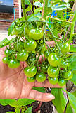 Gardener's Delight насіння томату Benary, Німеччина (сорт) 1000 шт, фото 4