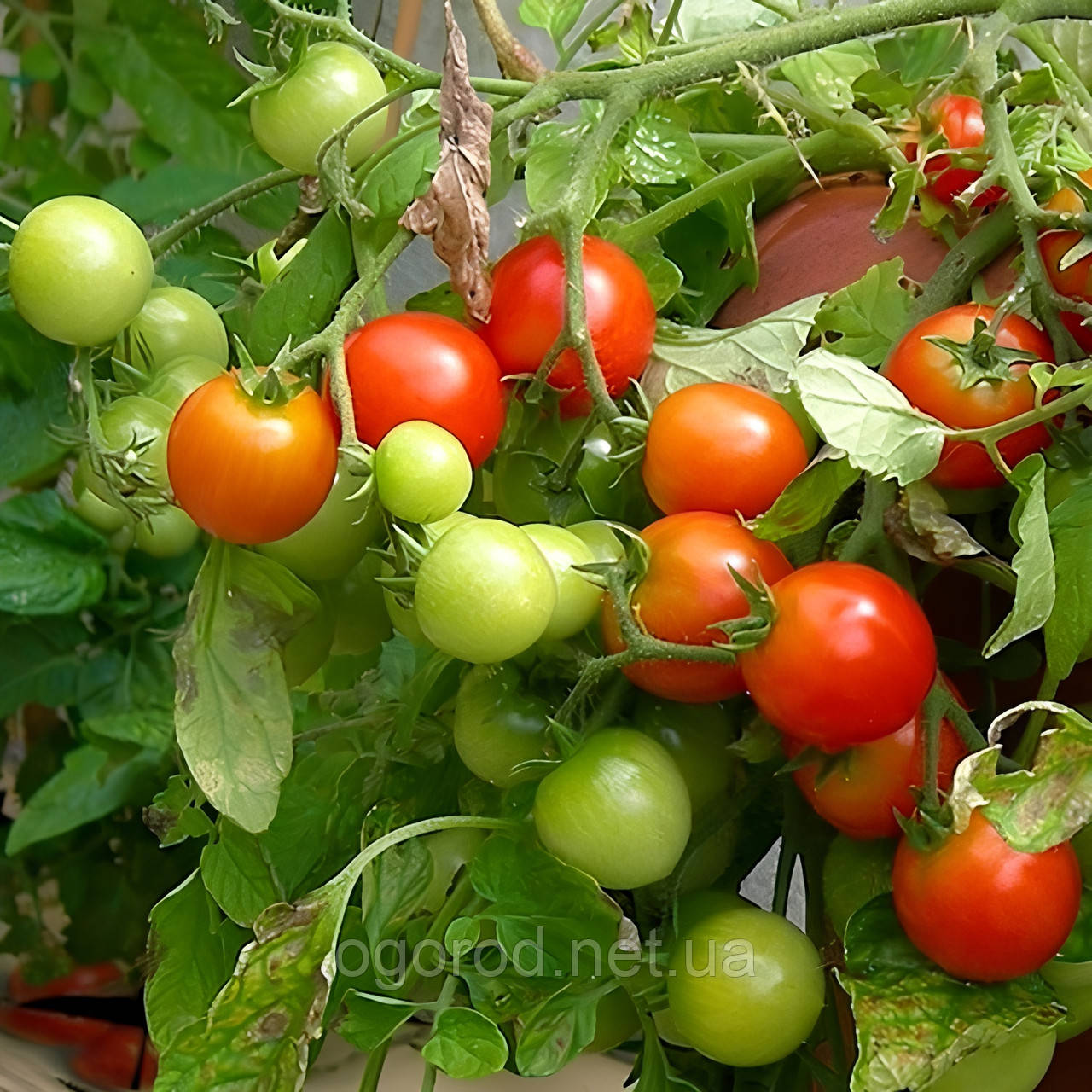 Gardener's Delight насіння томату Benary, Німеччина (сорт) 1000 шт
