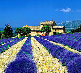 Лаванда фіолетового кольору "Матильда" (преміальний сорт)