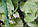 Сітка від птахів (4 м*5 м) захисна на дерева, чагарники, виноградники, фото 3