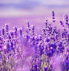 Лаванда англійська вузьколиста "Міс Кетрін"