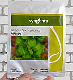 Абакус F1 насіння брюссельської капусти Syngenta, Голландія 2500 шт, фото 4