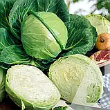 Капуста білоголова Дитмаршер Фрюєр, 10 г, Садиба, фото 3