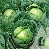 Капуста білоголова Копенгаген маркет, 1 г, Традиція, фото 2
