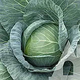 Капуста білоголова Коронет F1, 20 шт., Садиба, фото 2