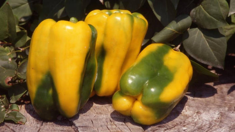 Насіння солодкого перцю Джеміні F1 Nunhems 1000, фото 1