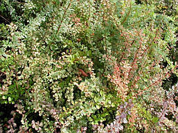 Барбарис Тунберга Kelleris 2 річний, Барбарис Тунберга Келлерис, Berberis thunbergii Kelleris, фото 6