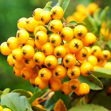 Піраканта жовта 'Голден Чармер' С3