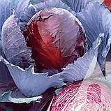 Капуста червоноголова Лангедейкер Дауер, 0,5 г, Традиція, фото 2