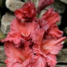 Гладіолус Романтика 1 (цибулина)