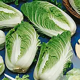 Капуста пекінська Кісекі F1, 20 шт., Садиба, фото 3