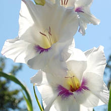 Гладіолус Хоум Камінг (цибулина)