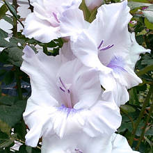 Гладіолус Блакитний метелик (цибулина)