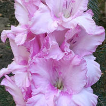 Гладіолус Угорський бузок (цибулина)