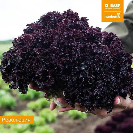 Насіння салату (лолло росса) Революція Nunhems 5000 драже, фото 1