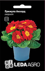 Насіння Примула Акорд F1 скарлет 10шт ТМ LEDAAGRO