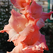 Гладіолус Мідна гора (цибулина)