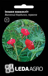 Насіння іпомеї квамокліт Вогняний кардинал 0,5г LEDAAGRO