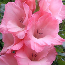 Гладіолус Лотос (цибулина)