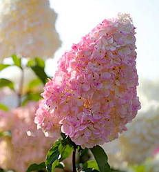 Гортензія метельчата Ванілла Фрейз