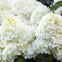 Гортензія волотиста 'Полар Бер'