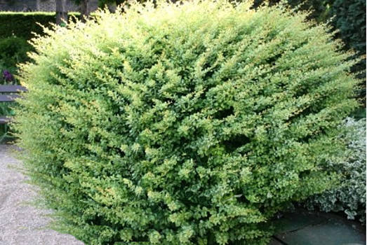 Барбарис Тунберга Kornik 2 річний, Барбарис Тунберга Корник, Berberis thunbergii Kornik, фото 1