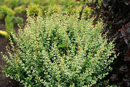 Барбарис Тунберга Kornik 2 річний, Барбарис Тунберга Корник, Berberis thunbergii Kornik, фото 5